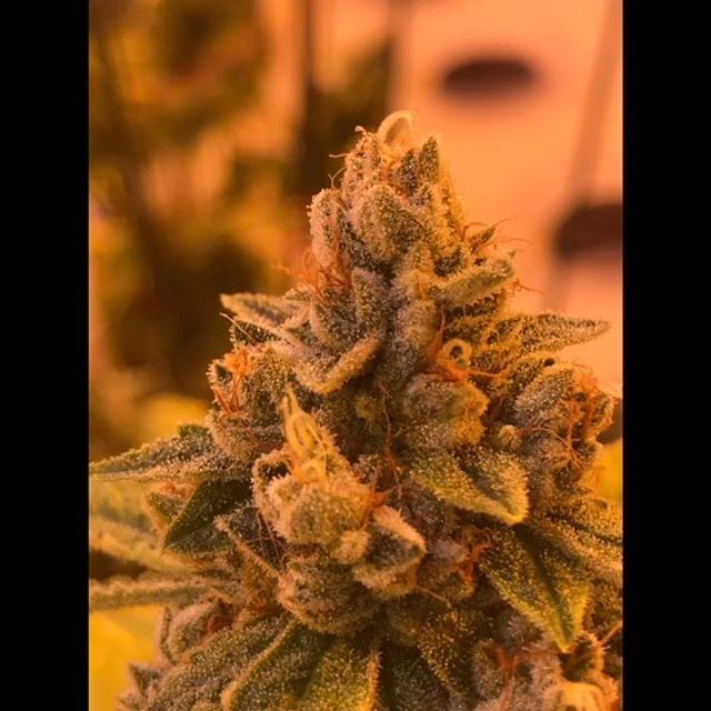 Sacred Seed Medical Dispensary Website