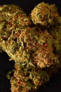 Pure Medical 2 Website