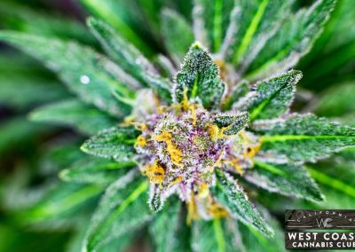 West Coast Cannabis Club - Palm Desert Website