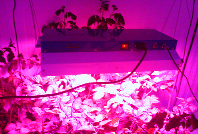 Lumini Technology Co.,Ltd Website