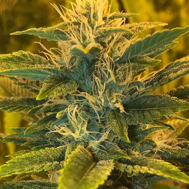 Sacred Seed Medical Dispensary Website