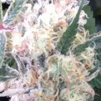 Majestic Gardens Website