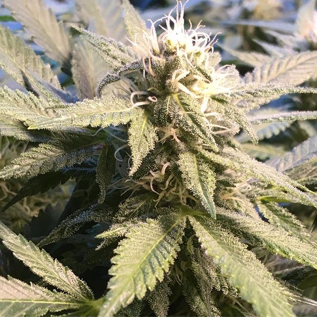 Lovelight Medicinals Website