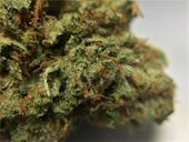 LOS ANGELES KUSH - EAST LA Website