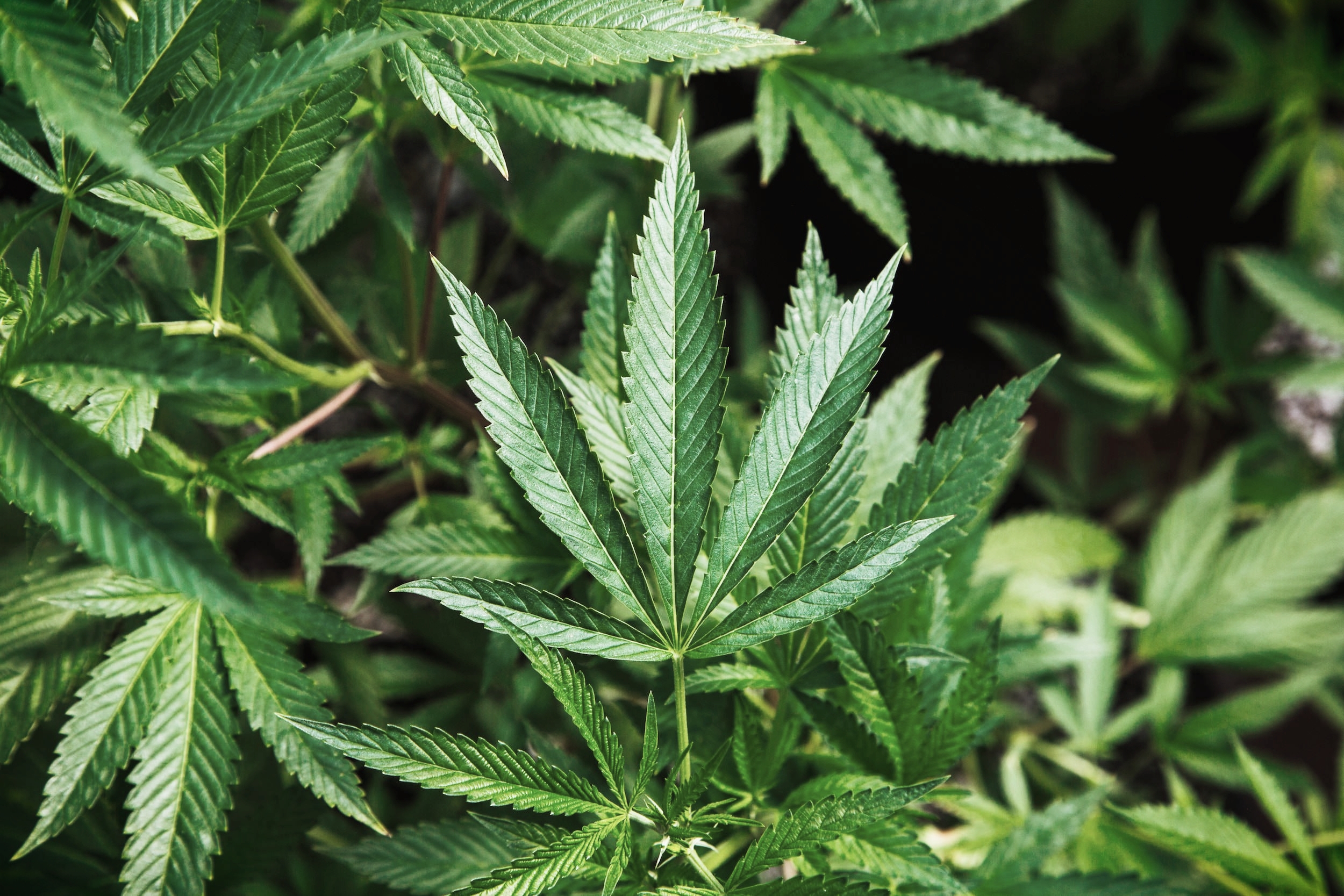 Bigfoot Bud Co. Website