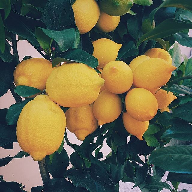 Flavors Detroit Website