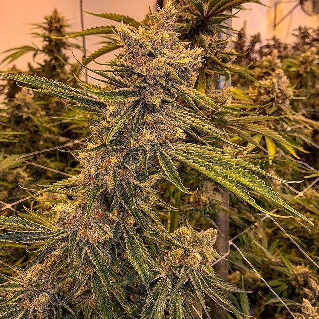 Spark1 - Missoula Website