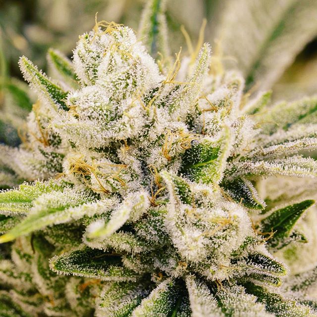 Northeast Alternatives - Medical Website