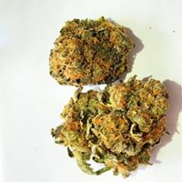 The Diamond Bonsai Website