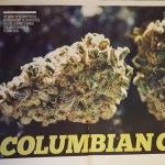 White Rabbit Cannabis - Lynnwood Website