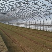 Advancing Alternatives Website