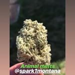 Spark1 - Missoula Website