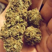 The Diamond Bonsai Website