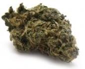 The Humboldt Connection Website