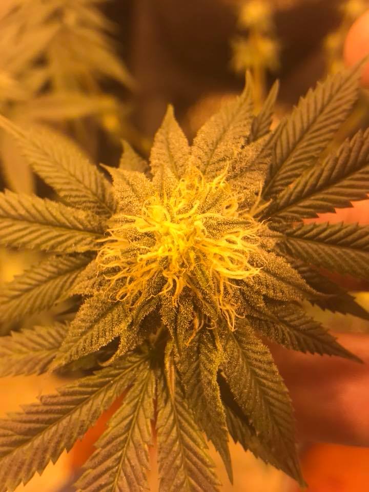 Three Greens Collective Website