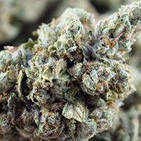 The Cannabis Method Website