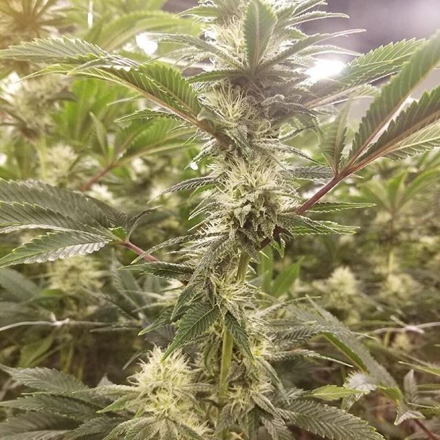 The Kind Center Website