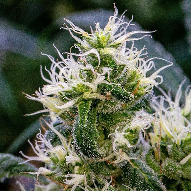 Ascend - Denver Website