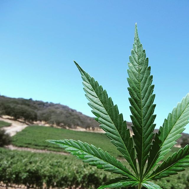 The Sequoyah Group, LLC Website