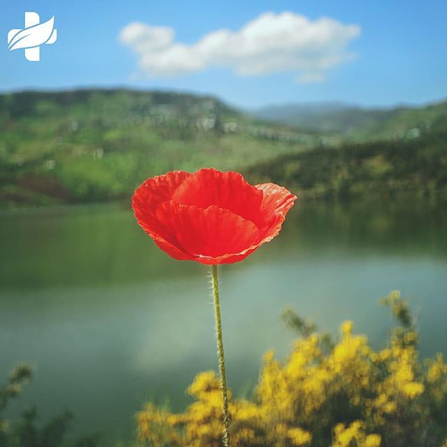 Natural Health Services - Calgary Website