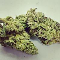 Ruby’s Green Garden (RGG LLC) Website