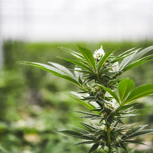 Strawberry Fields Colorado Springs Website