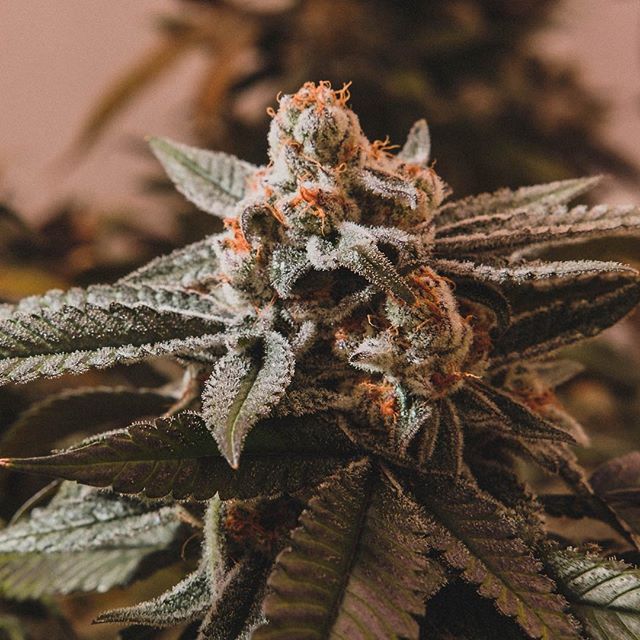 Cultivate Recreational Website