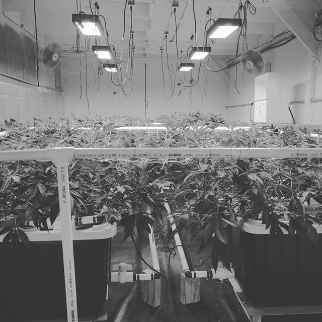 Better Buds of Maine Website