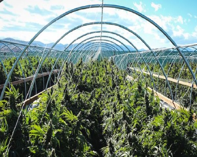 Locals Canna House - Spokane Valley Website