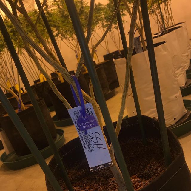 Sacred Seed Medical Dispensary Website