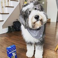 Canna Pet (complaints, FDA found little CBD) Website