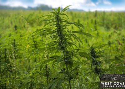 West Coast Cannabis Club - Palm Desert Website