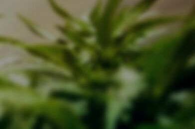 Essence Vegas - West Website