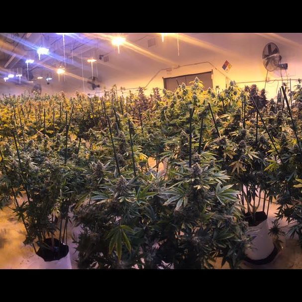 Sacred Seed Medical Dispensary Website