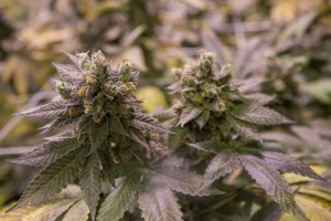 Trill Alternatives - MEDICAL Website