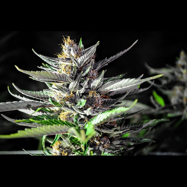 Wolf Pac Cannabis - Federal Blvd Website