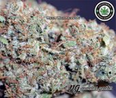 LOS ANGELES KUSH - EAST LA Website