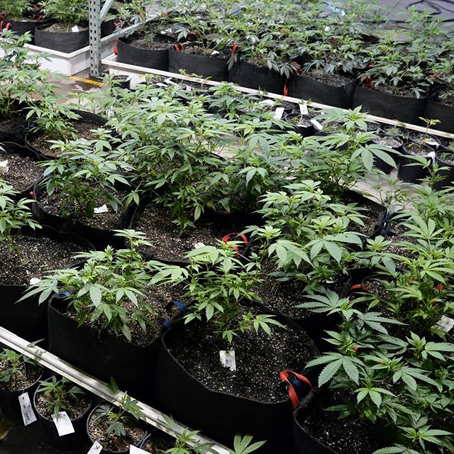 Desert Bloom Releaf Center Website