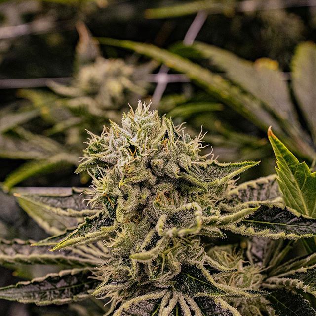 Three Rivers Dispensary Pueblo West Website