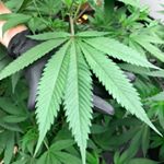 Herbal Healing Website