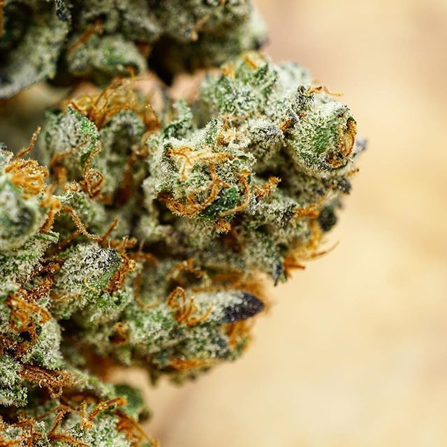 Diego Pellicer - Denver Website