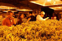 Natural Green Cannabis Website