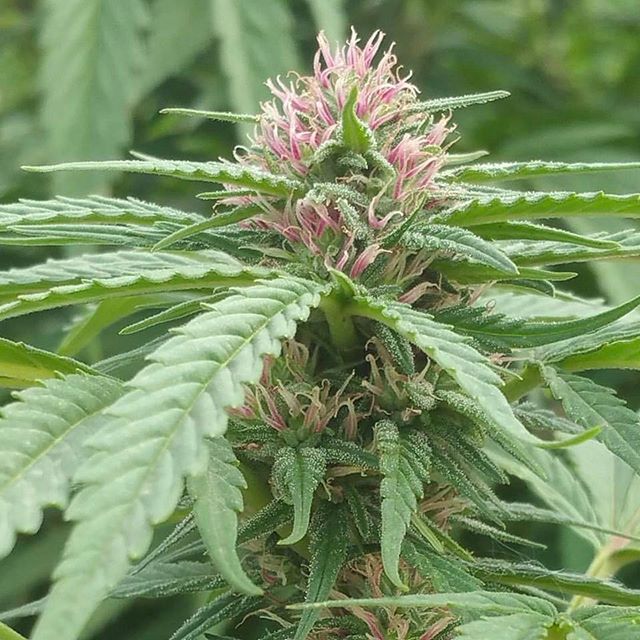 Green Health - Fort Lauderdale Website