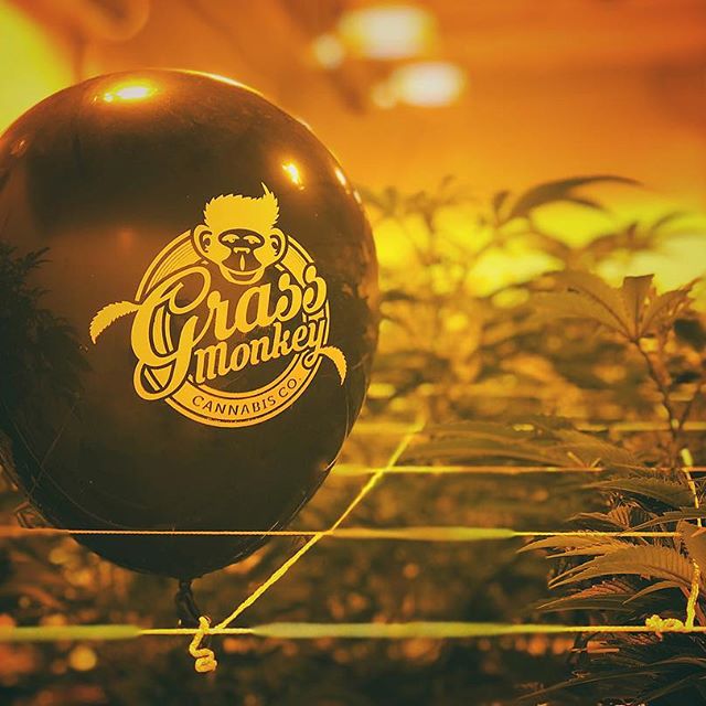 Grass Monkey Cannabis Company Website