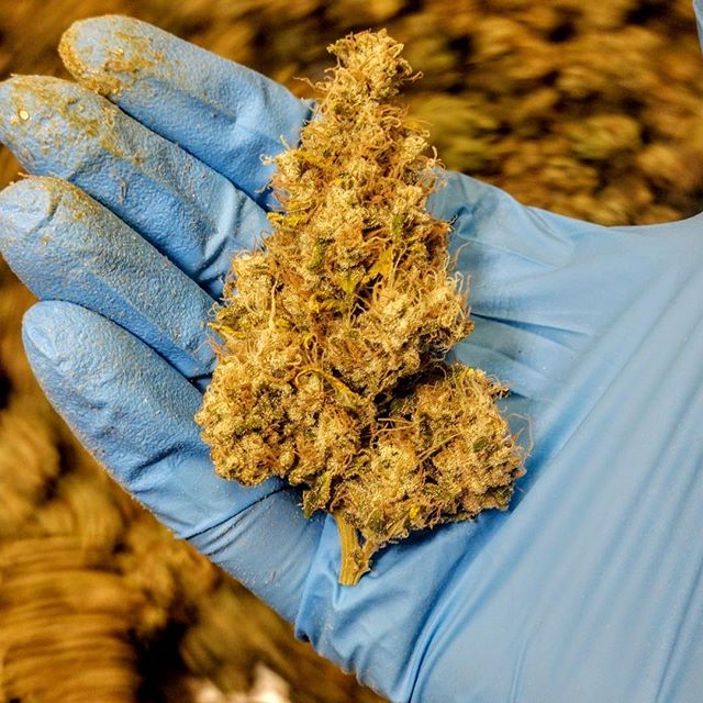 Healthy Pharms - Cambridge Website