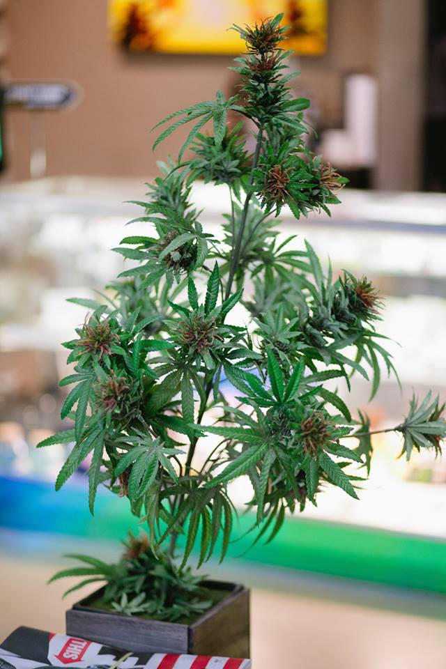 Cannabis City Website