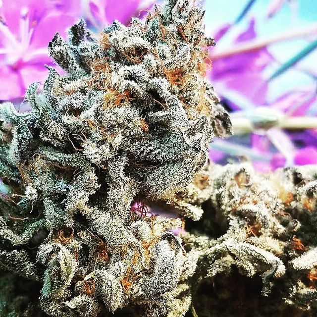 Kaleafa Cannabis Co. - Oak Harbor Website