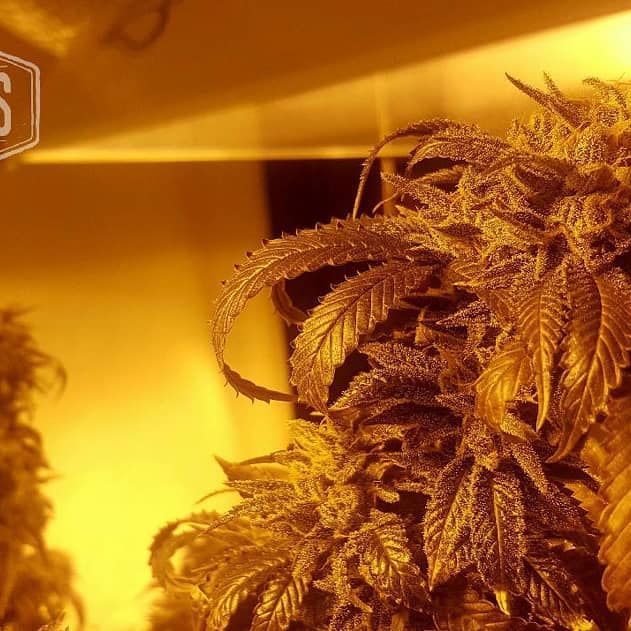 Origins - West Seattle Website