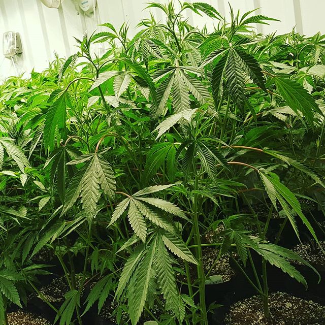 Nature's Medicines - Phoenix Website