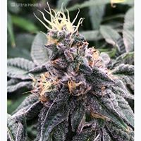 Ultra Health Albuquerque - Nob Hill Birdland Website